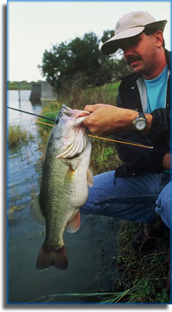 Largemouth bass caught fly-fishing the St. Johns River.