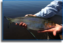 Fly-fishing for shad on the St. Johns River